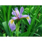 Blue Flag Iris